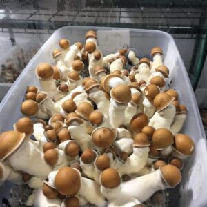 baby bella mushrooms