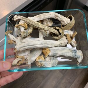 morel mushrooms for sale